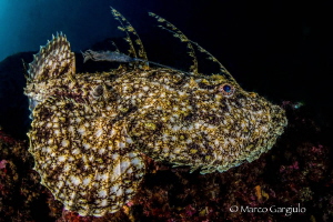 Anglerfish by Marco Gargiulo 